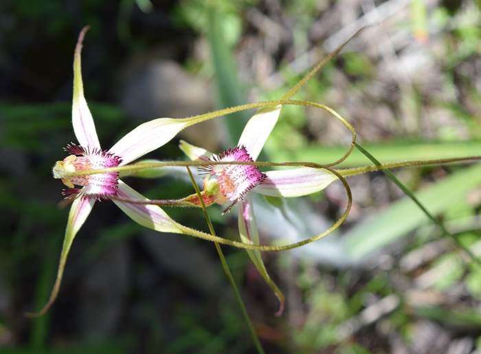 Caladenia - Orchid-Badgingarra-Vern-Westbrook-walk-Sep-2018p0036.JPG